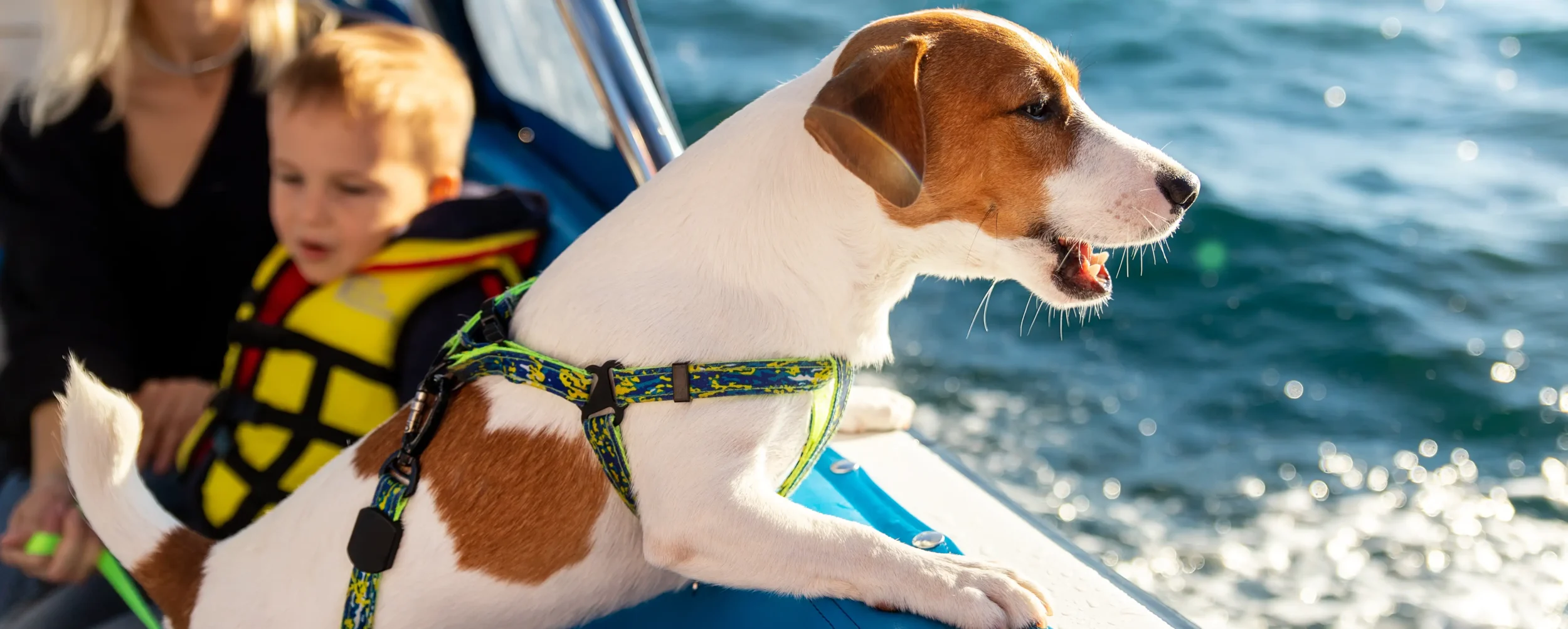 Sloep Huren Friesland Met Hond